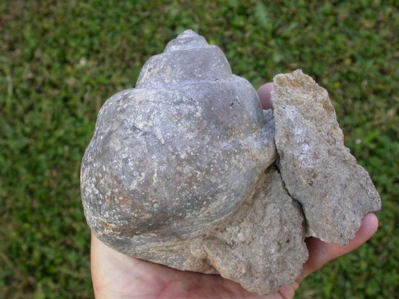 Globularia crassatina - Oligocene - passo del Giovo (SV)